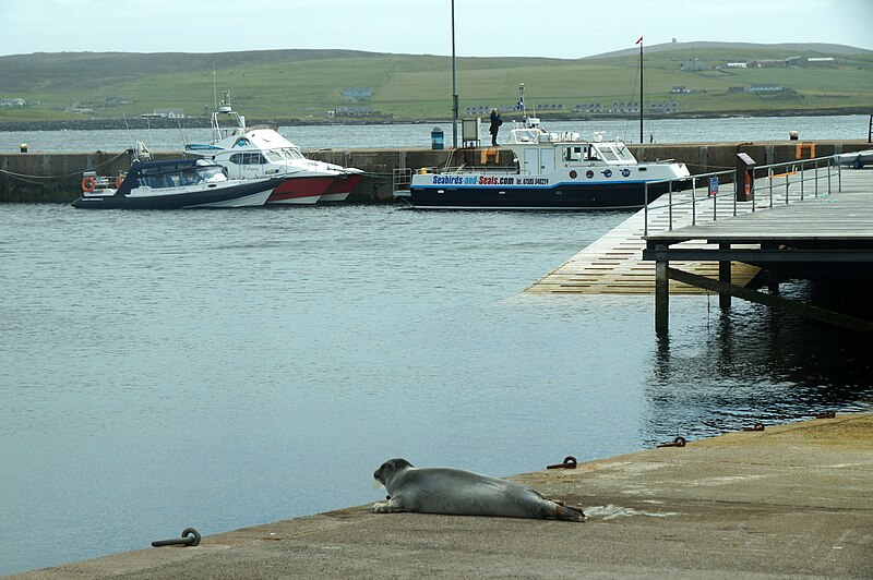 File:Bearded Seal (Erignathus barbatus), Small Boat Harbour, Lerwick - geograph.org.uk - 5812245.jpg