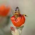 Abella de la mel sobre una flor Sphaeralcea a Mesa (Arizona)