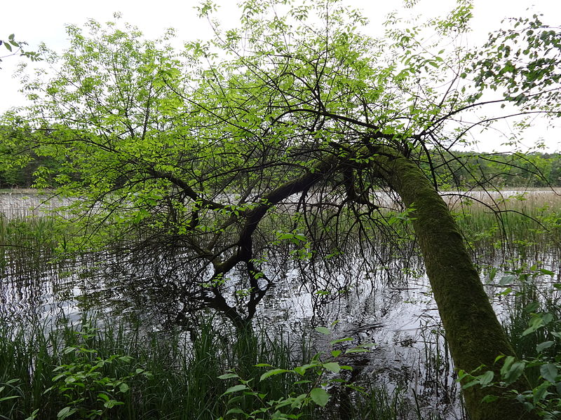 File:Beetzer see 10.05.2014 15-33-25.JPG