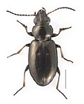 Miniatura para Bembidion ambiguum