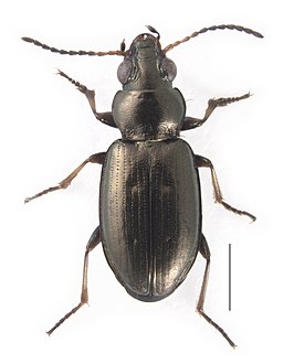 Bembidion ambiguum