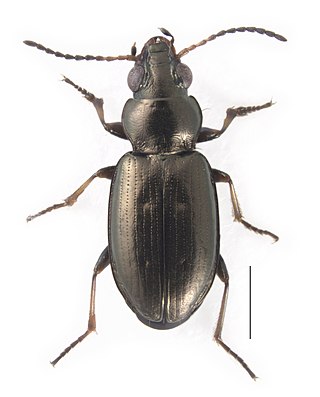 <i>Bembidion ambiguum</i> Species of beetle