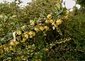 Berberis thunbergii, arbust