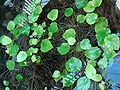 Betel Leaves growing in water without soil