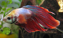 The Siamese fighting fish, Betta splendens, originally bred for staged fights, has become popular in the aquarium trade Betta cambodian.jpg