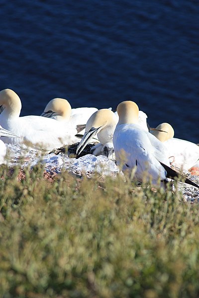 File:Birds on Heligoland 20090626 019.JPG