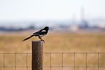 Thumbnail for File:Black-billed magpie (48407127181).jpg