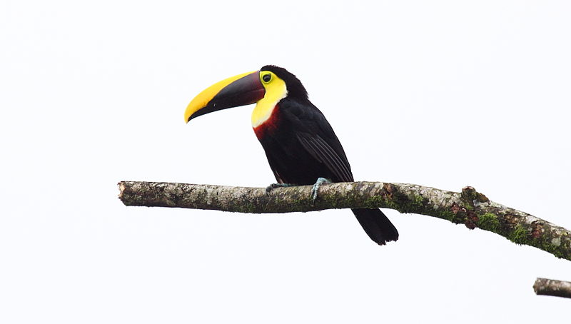 File:Black-mandibled Toucan (Ramphastos ambiguus) (5772372876).jpg