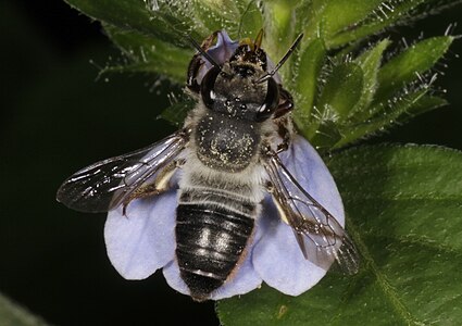 Megachilidae - leaf-cutting bees, mason bees