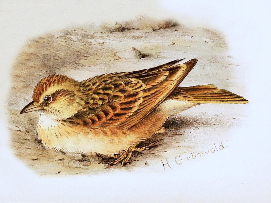 File:Blanford's Lark from Grönvold The Birds of Africa.jpg