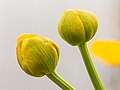   Bloemknoppen in ontwikkeling van een gewone dotterbloem (Caltha palustris subsp. palustris) hangen boven de sloot.