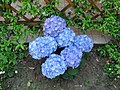 Hydrangea macrophylla