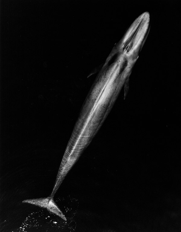 Aerial view of adult blue whale