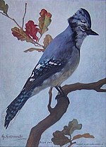 Thumbnail for File:Bluejay by John Henry Hintermeister, 1908.jpg