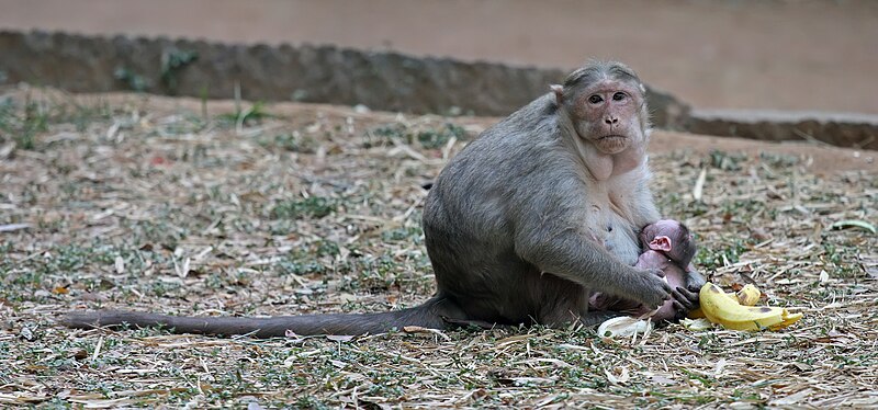 File:Bonnet macaque nursing, Bangalore.jpg