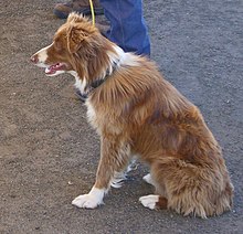 Collie - Wikipedia