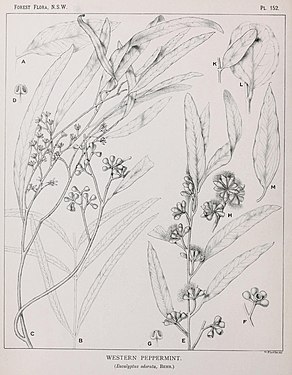 Ботаническая иллюстрация эвкалипта odorata.jpg