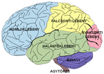 Thumbnail for File:Brain diagram hu.png