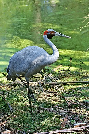 Grue Brolga Wikipédia