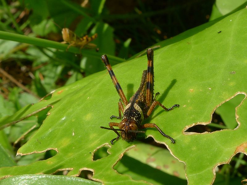 File:Brown grasshopper (5731178896).jpg
