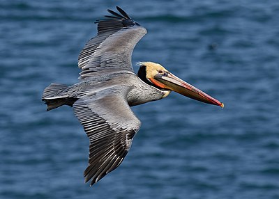 Brown pelican in flight (Bodega Bay).jpg