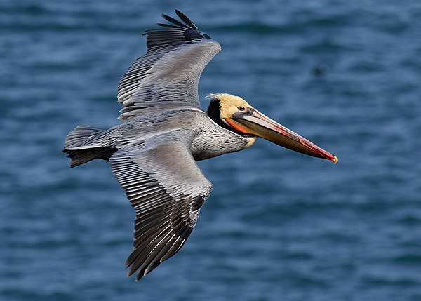 Adult in flight, Bodega Bay, California