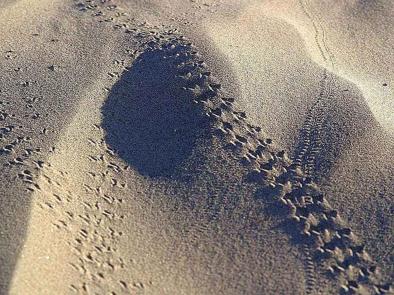 File:Bugtracks sand.jpg