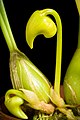 Bulbophyllum claptonense