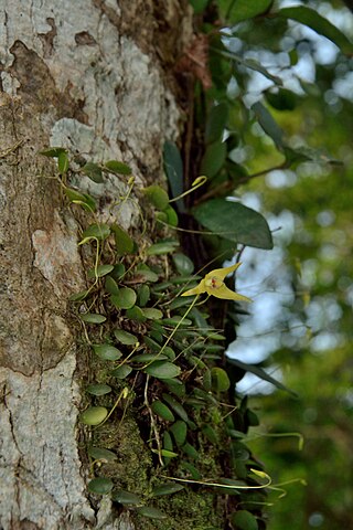 <i>Bulbophyllum <span style="font-style:normal;">sect.</span> Aeschynanthoides</i> Section of flowering plants