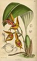 Bulbophyllum uniflorum (as syn. Bulbophyllum sociale) plate 8761 in: Curtis's Bot. Magazine (Orchidaceae), vol. 144, (1919)