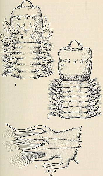 File:Bulletin of the Southern California Academy of Sciences (1902-1971.) (20310311659).jpg