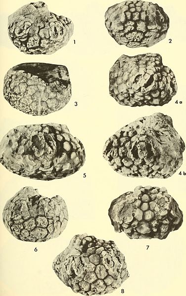 File:Bulletins of American paleontology (1974-1975) (20503579705).jpg