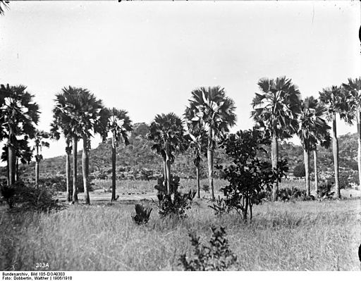 Bundesarchiv Bild 105-DOA0303, Deutsch-Ostafrika, Landschaft mit Borassuspalmen