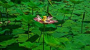 Bunga Seroja (Nelumbo nucifera) di Universitas Sumatera Utara, Medan, Sumatera Utara