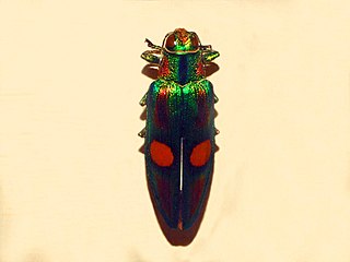 <i>Chrysochroa ocellata</i> Species of beetle