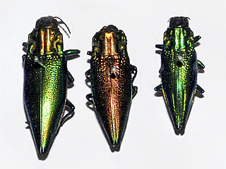 <i>Cyphogastra foveicollis</i> Species of beetle
