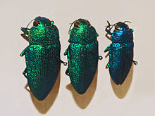 Buprestidae - Perotis unicolor.JPG