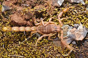 Beschreibung des Bildes Buthus ibericus.jpg.