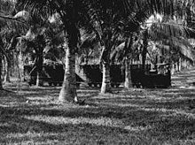 Kokosnusstransport mit der Feldbahn der Bobongan-Plantage
