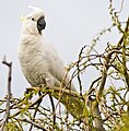 Sulfur-crested Cockatoo (Cacatua galerita), Austins Ferry, Tasmania, Australia Camera data * Camera Canon EOS 400D * Lens Canon EF 400mm f5.6L w/ 1.4x teleconverter * Focal length 560 mm * Aperture f/8 * Exposure time 1/1000 s * Sensivity ISO 400