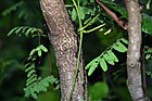 Caesalpinia coriaria 7zz.jpg