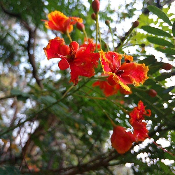 File:Caesalpinia pulcherrima - Color of the petal.jpg