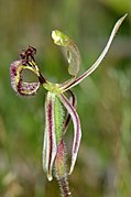 Caladenia barbarossa