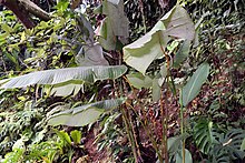 Calathea crotalifera 11zz.jpg