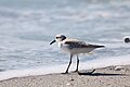 * Nomination A sanderling, Calidris alba, facing the ocean at Caspersen Beach in Venice, Florida. --Grendelkhan 11:13, 5 June 2024 (UTC) * Promotion Good quality. --Peulle 13:18, 5 June 2024 (UTC)