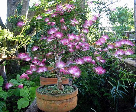 Tập_tin:Calliandra_eriophilla-bonsai.jpg