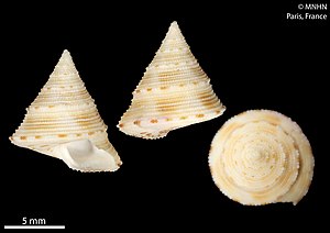 Calliostoma xylocinnamomum (MNHN-IM-2016-966).jpeg