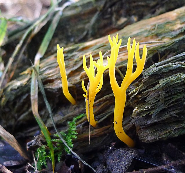 File:Calocera vicosa (34718570835).jpg