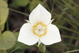<i>Calochortus apiculatus</i> Species of flowering plant