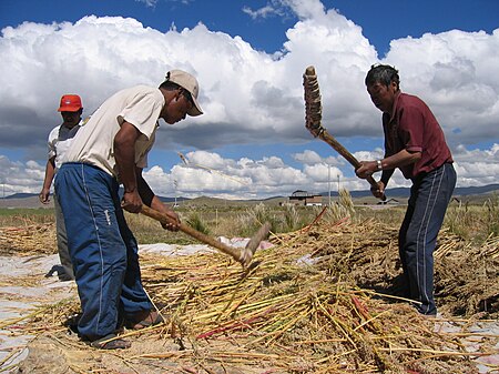 Tập_tin:Camino_a_Puno_Golpeando_quinoa.JPG